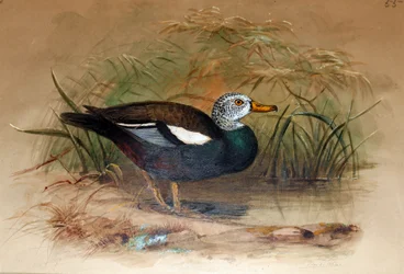 Weißkopf-Rotschulterente (Casarca leucoptera), 1852-54